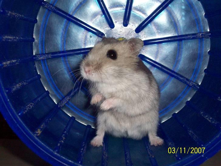 Dværghamster Hephaistion<3  - Min lille Hamsti´mus <´3 billede 1