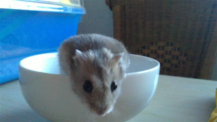 Dværghamster Hephaistion<3  billede 2