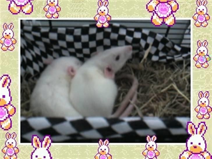 Tamrotte nuggi<33 billede 11