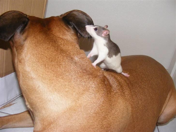 Tamrotte Bims billede 9