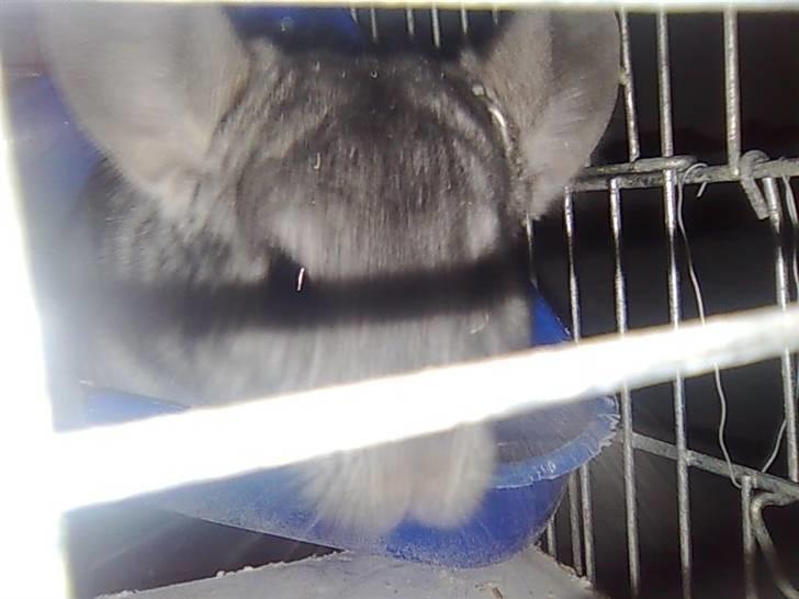 Chinchilla Rofus Hilltopp Amadeus billede 10