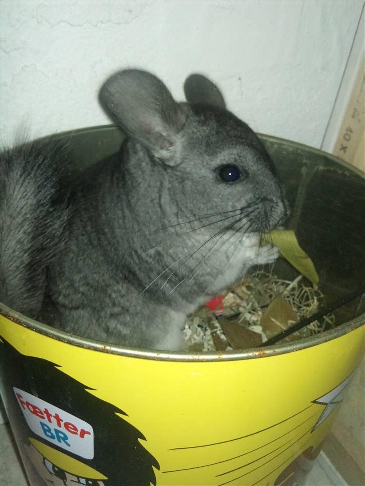Chinchilla Blobber <3 Solgt billede 5