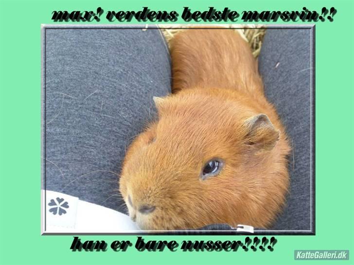 Marsvin max<33 billede 1