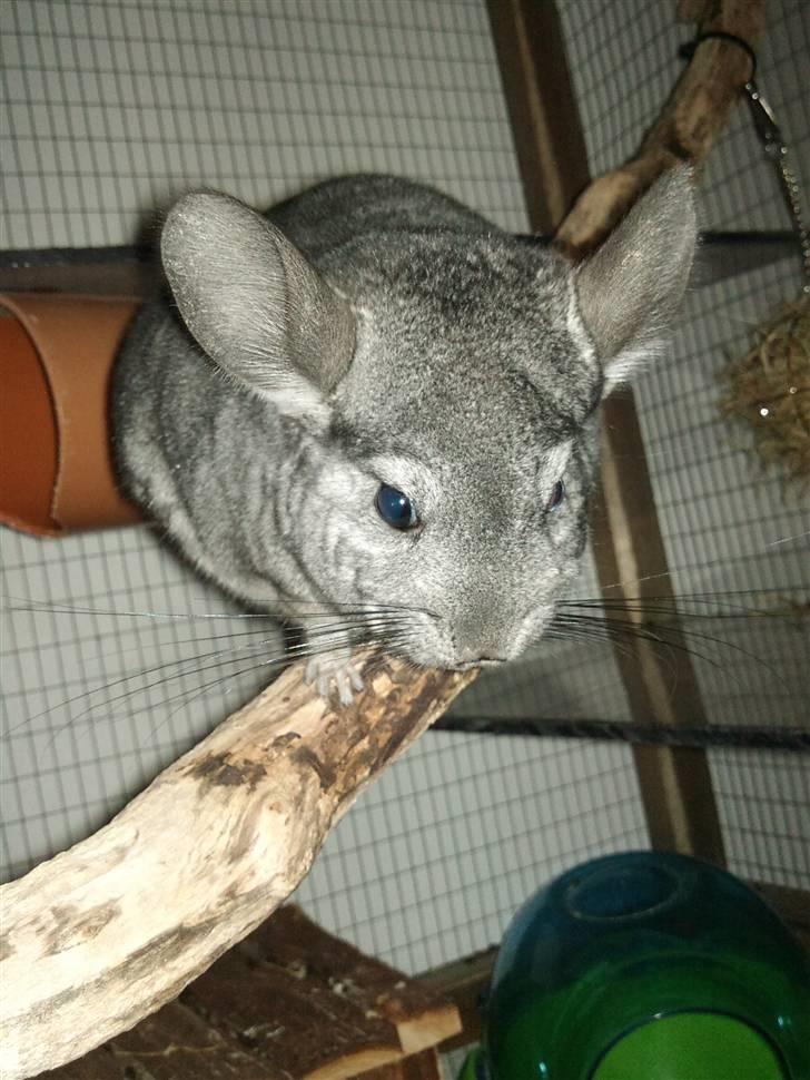 Chinchilla Blobber <3 Solgt billede 6