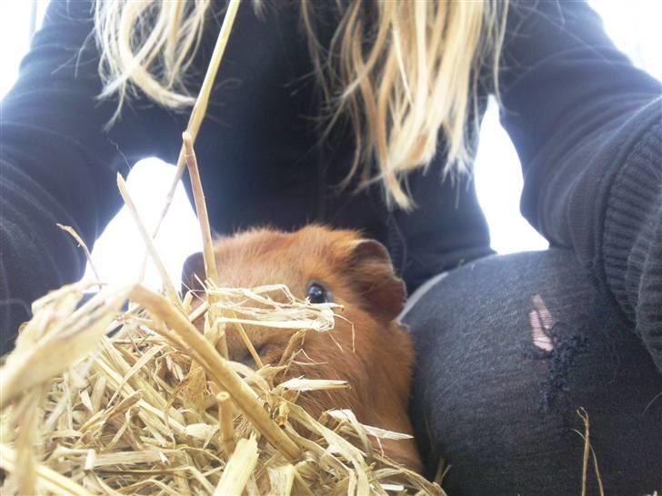 Marsvin max<33 billede 2