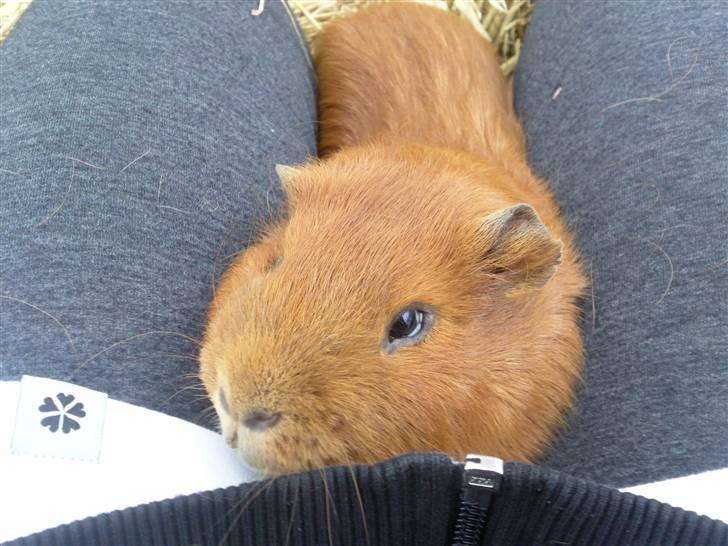 Marsvin max<33 billede 3