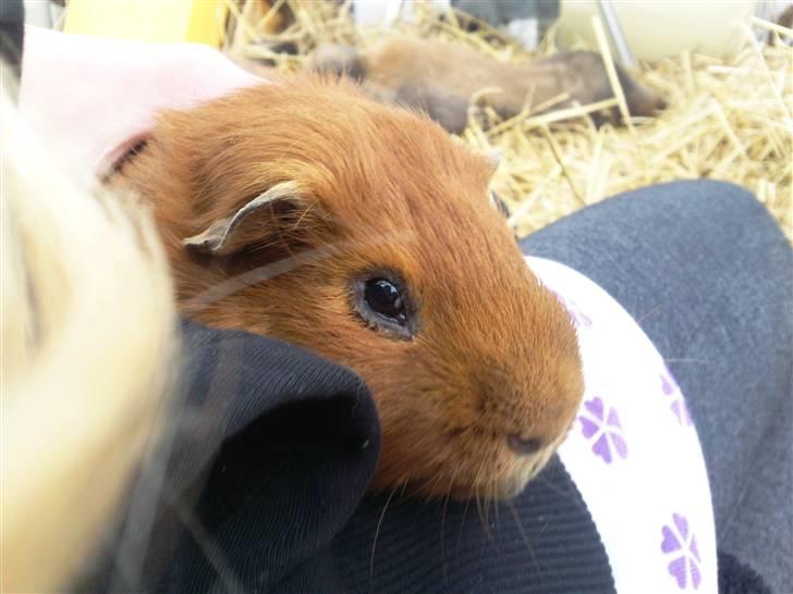 Marsvin max<33 billede 4