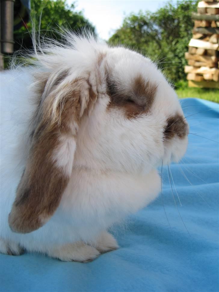 Kanin Nuga*min pige*<3 - Hej, velkommen til min profil<3 billede 1