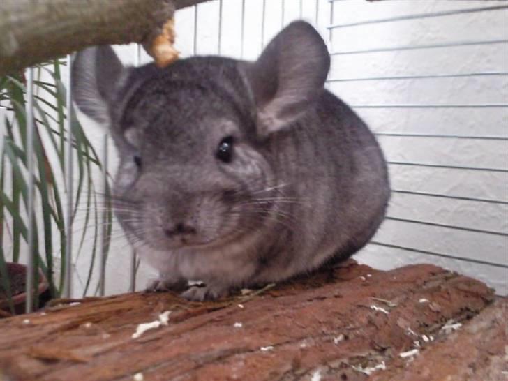 Chinchilla Blobber <3 Solgt billede 8
