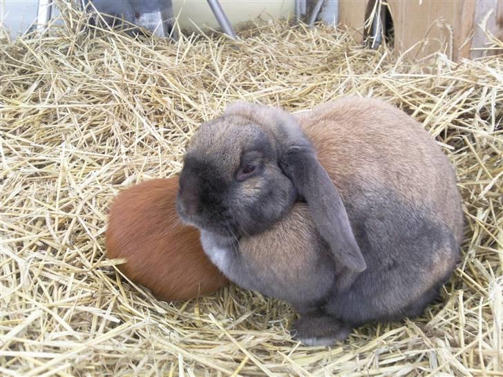 Marsvin max<33 billede 7