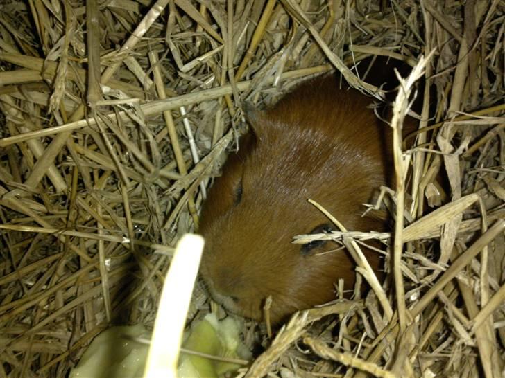 Marsvin max<33 billede 8