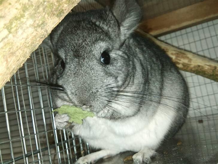 Chinchilla Blobber <3 Solgt billede 9