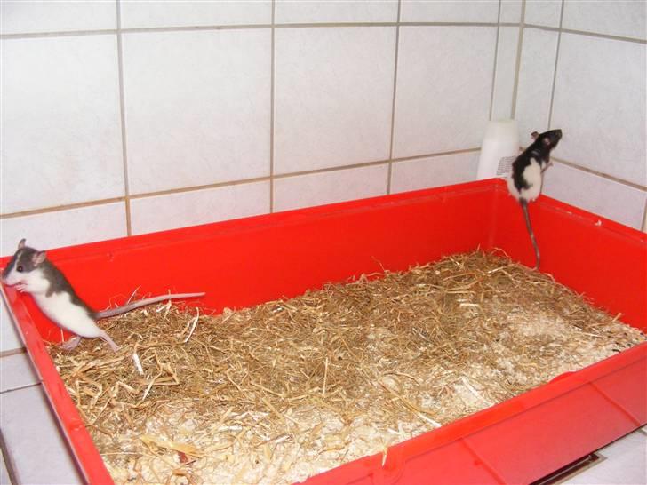 Tamrotte Bine billede 3