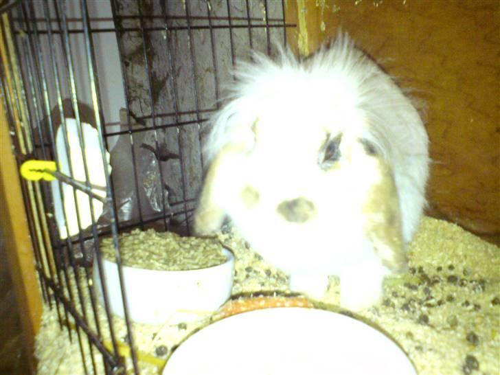 Kanin Nuga*min pige*<3 billede 2