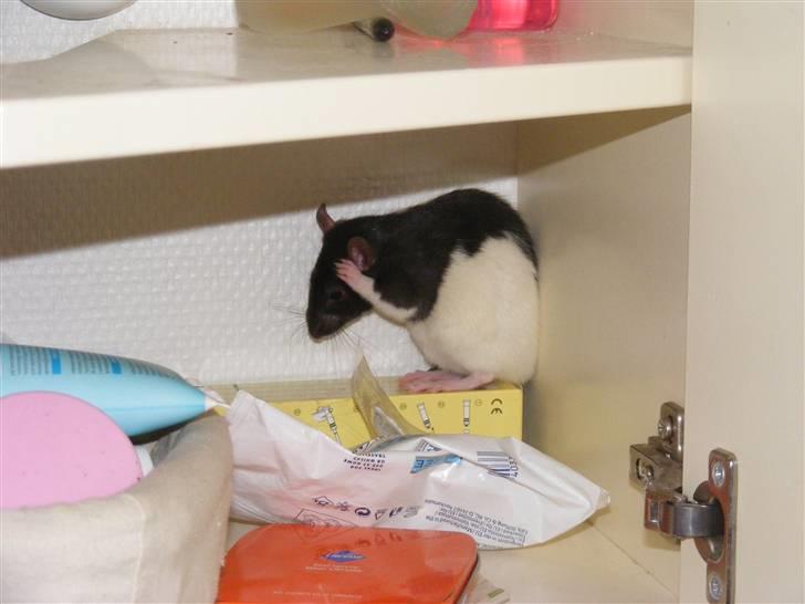 Tamrotte Bine billede 4