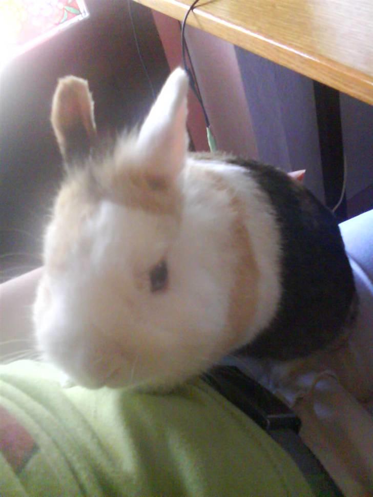 Kanin Ninka billede 1