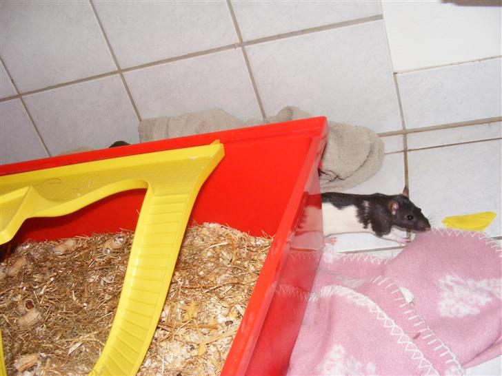 Tamrotte Bine billede 5