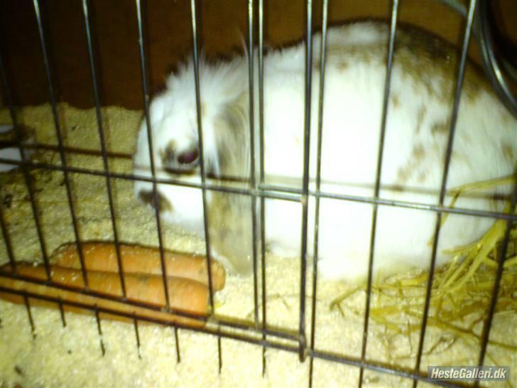 Kanin Nuga*min pige*<3 billede 3