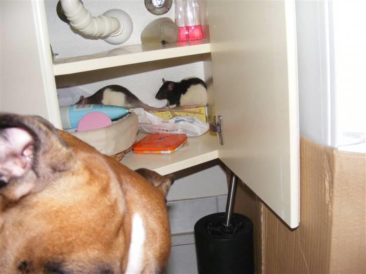 Tamrotte Bine billede 6