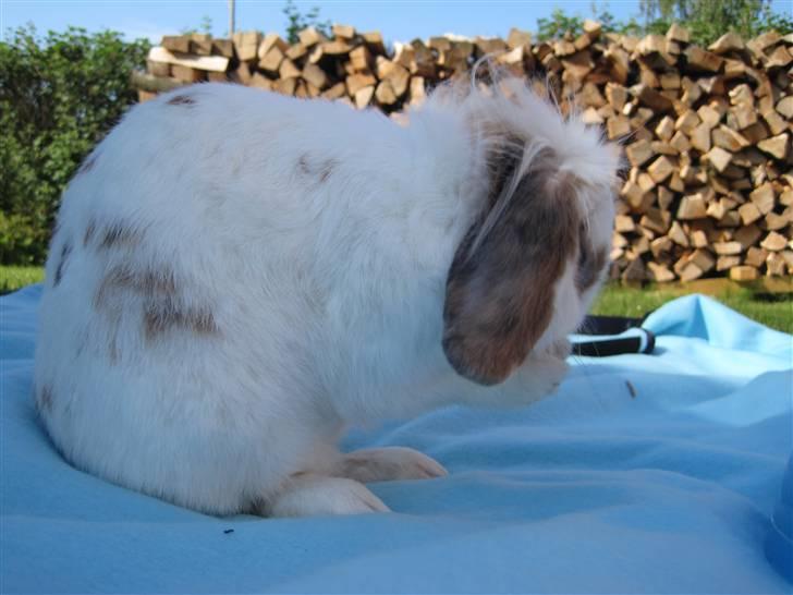 Kanin Nuga*min pige*<3 - Hov! fotograf! må hellere vaske dig (; billede 5