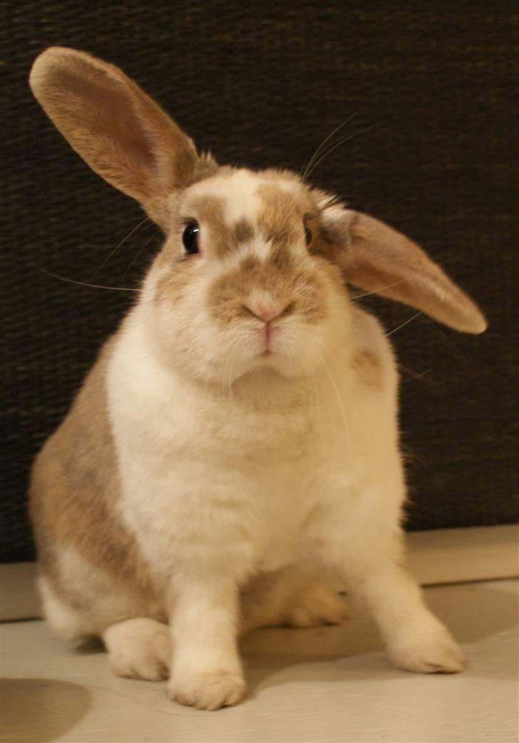 Kanin | † Ziggy's Liv R.I.P. - Hej! Det er så mig der er Liv :) billede 1