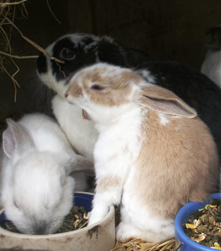 Kanin | † Ziggy's Liv R.I.P. - Lille Liv gaber :) billede 2