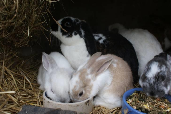 Kanin | † Ziggy's Liv R.I.P. - Liv spiser sammen med sine søstre og moster i baggrunden :) billede 3