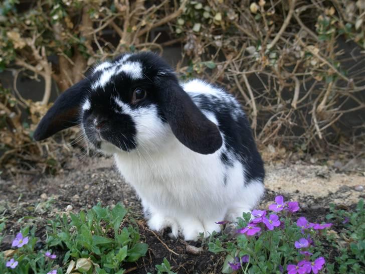 Kanin Gerry billede 1