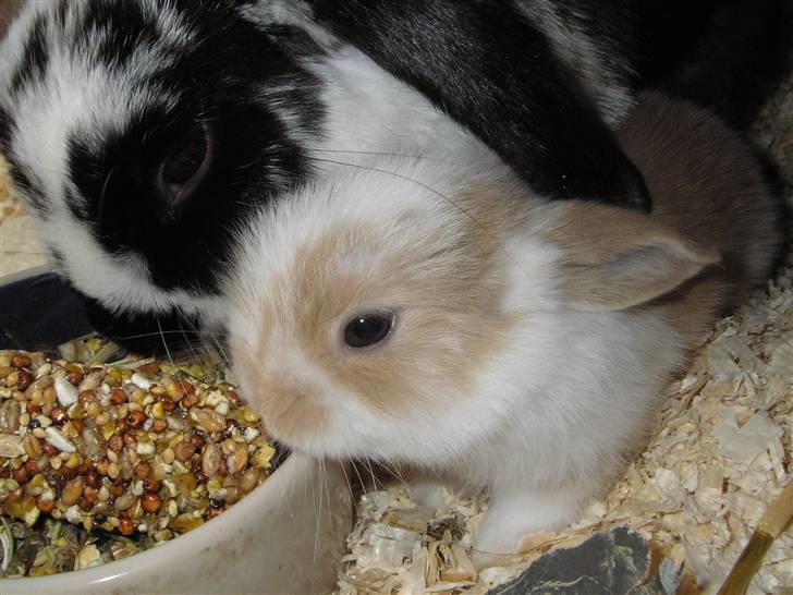 Kanin | † Ziggy's Liv R.I.P. - Liv og moster Cleopatra. billede 4