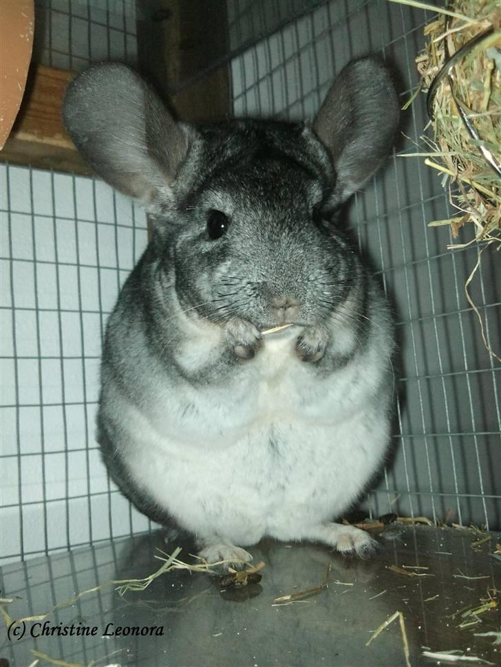 Chinchilla Burger <3 Solgt - Mors lille pige <3 billede 1