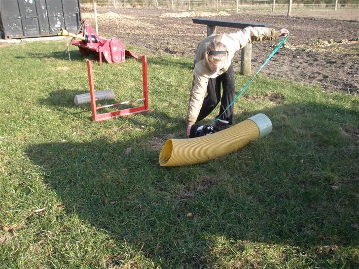 Kanin Gerry billede 2