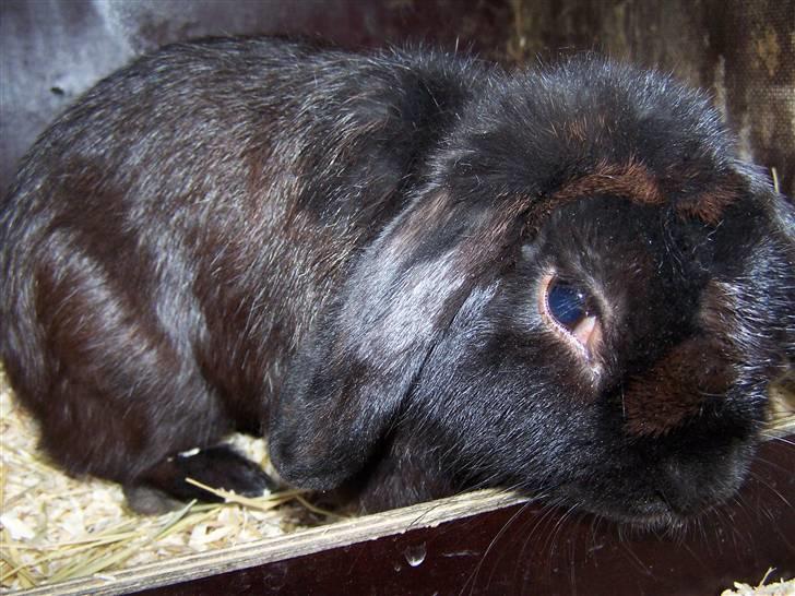 Kanin *Wilhelm* R.I.P billede 1