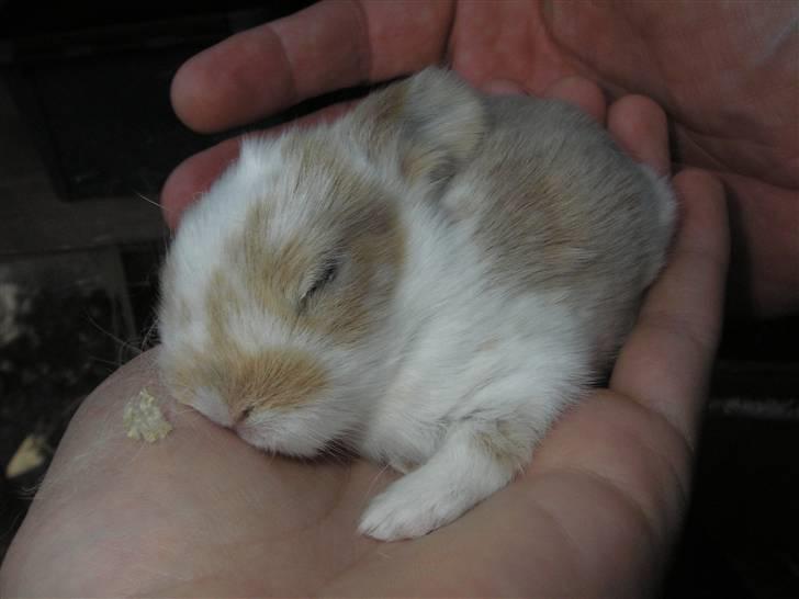 Kanin | † Ziggy's Liv R.I.P. - Lille bitte Liv. billede 5