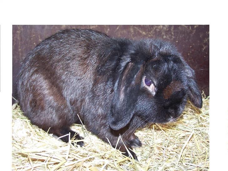 Kanin *Wilhelm* R.I.P billede 2