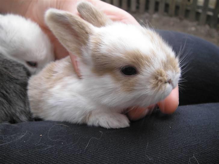 Kanin | † Ziggy's Liv R.I.P. - <3 billede 6