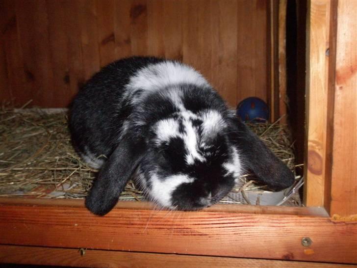 Kanin Gerry billede 3