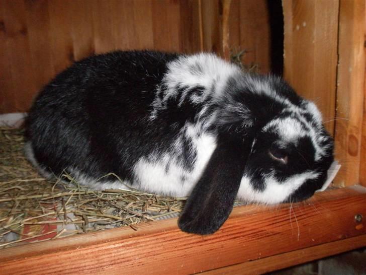 Kanin Gerry billede 4