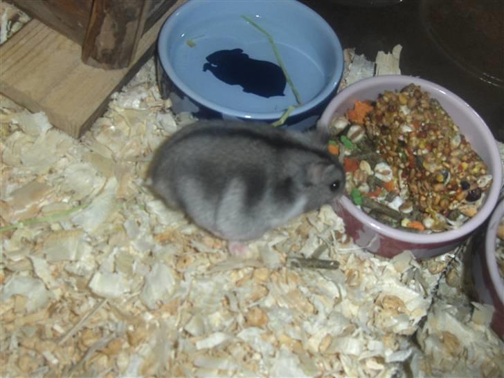 Dværghamster Anders billede 1