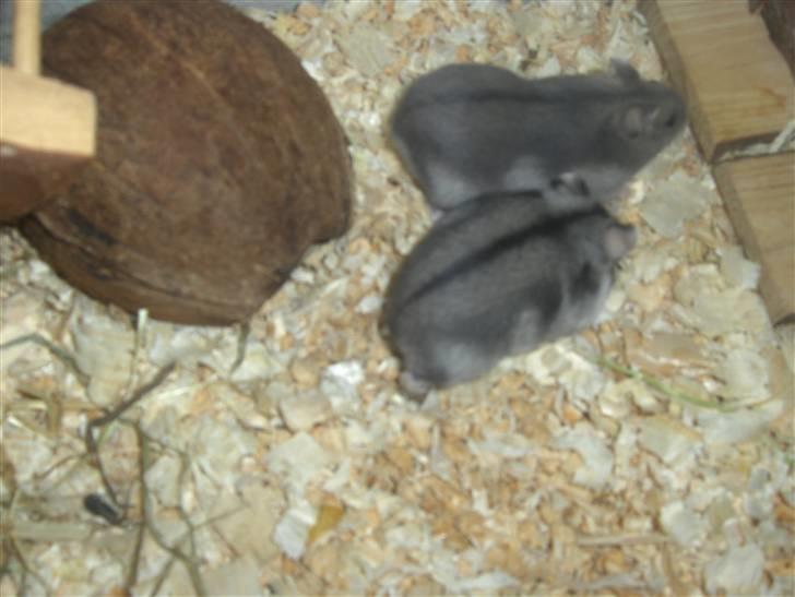 Dværghamster Anders billede 2