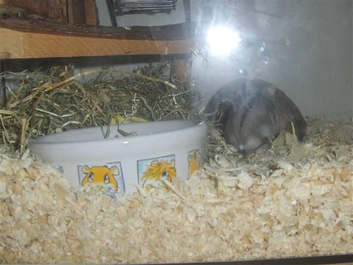 Dværghamster Anders billede 3