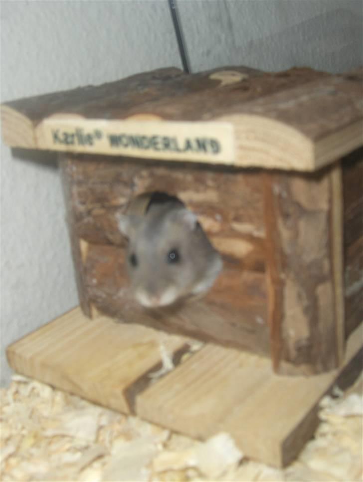 Dværghamster Anders billede 4