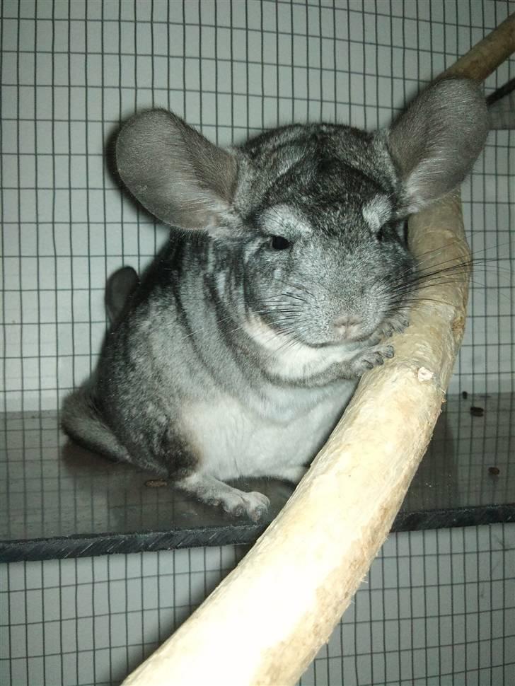 Chinchilla Burger <3 Solgt billede 3