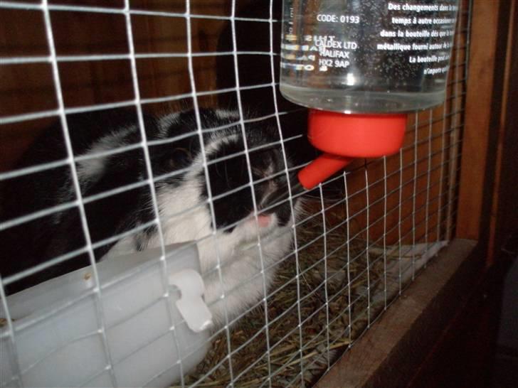 Kanin Gerry - Der drikkes.. ^^) billede 5