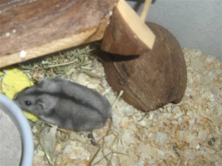 Dværghamster Anders billede 5