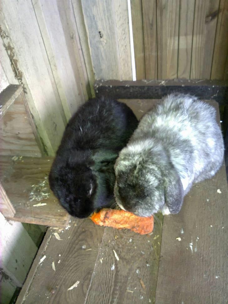 Kanin *Wilhelm* R.I.P - Wilhelm og Hr. Rosa deler en gulerod, første dag i deres nye voliere billede 3