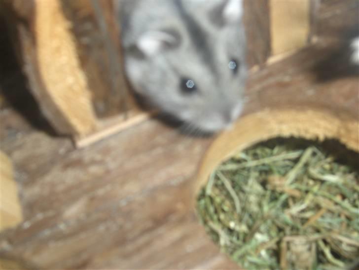 Dværghamster Anders billede 6