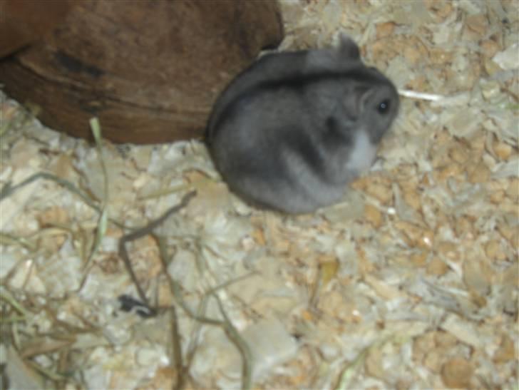 Dværghamster Anders billede 7