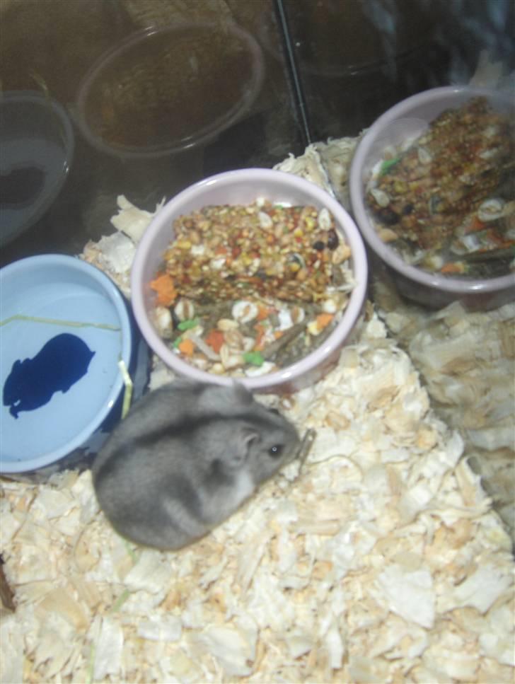 Dværghamster Anders billede 8