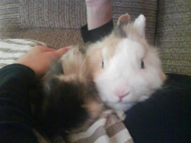 Kanin Ninka - Hans 2. møde, med hans første unge :-) billede 2