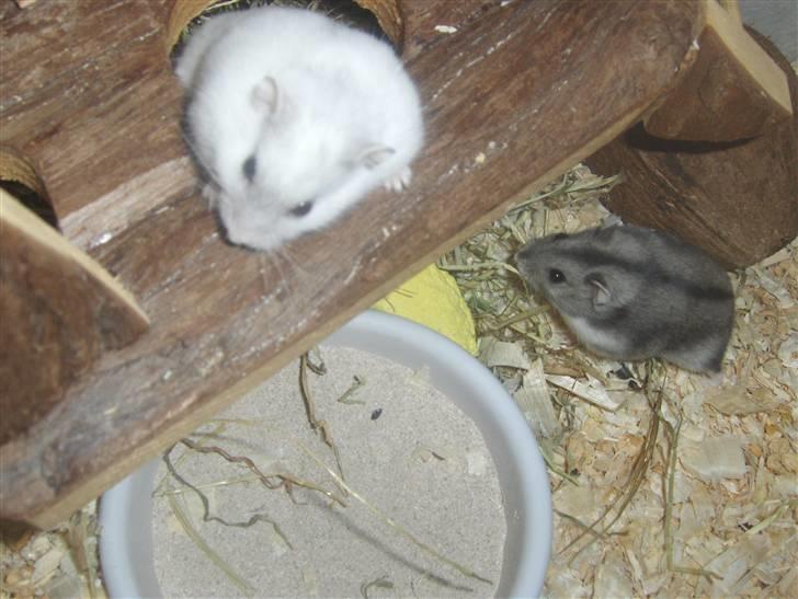 Dværghamster Anders billede 9